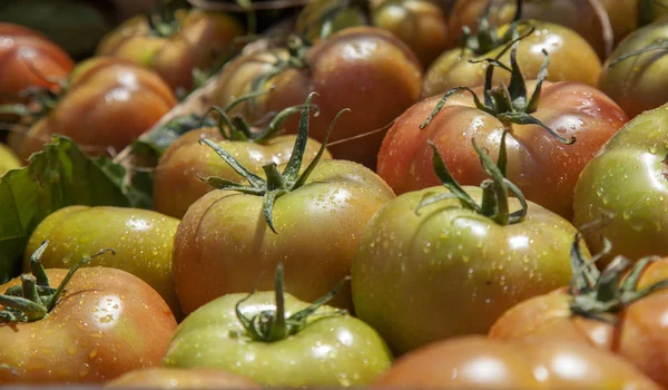 Fresh large salad tomatoes — Stock Photo, Image