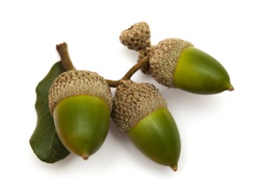 Quercus ilex, dökmeyen meşe