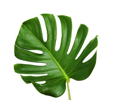 big dark green leaf of monstera plant clipart