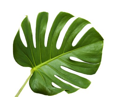 monstera bitkinin büyük koyu yeşil yaprak