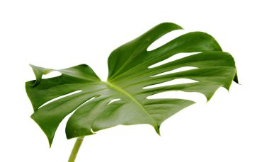 monstera bitkinin büyük koyu yeşil yaprak