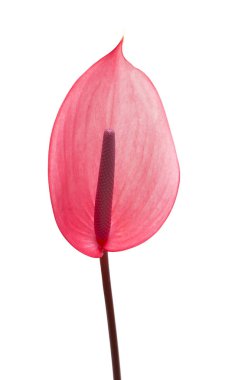 Pembe antoryum çiçek