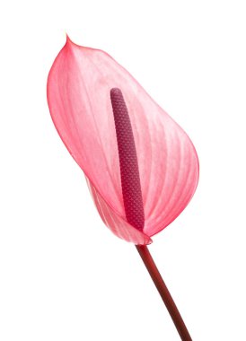 Pembe antoryum çiçek 