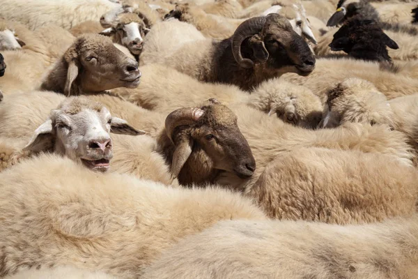 Гран-Канария, стадо овец — стоковое фото