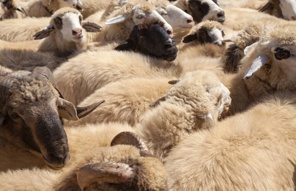 Гран-Канария, стадо овец — стоковое фото