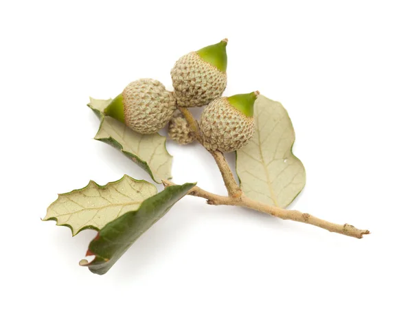 Quercus ilex, roble siempreverde — Foto de Stock