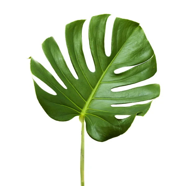 Grande folha verde-escura de planta monstera — Fotografia de Stock