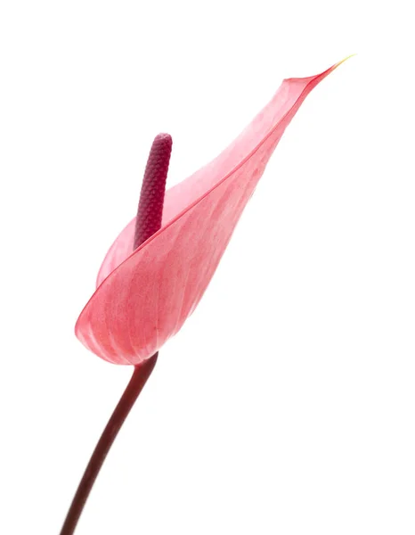 Rosa Anthurium-Blüte — Stockfoto