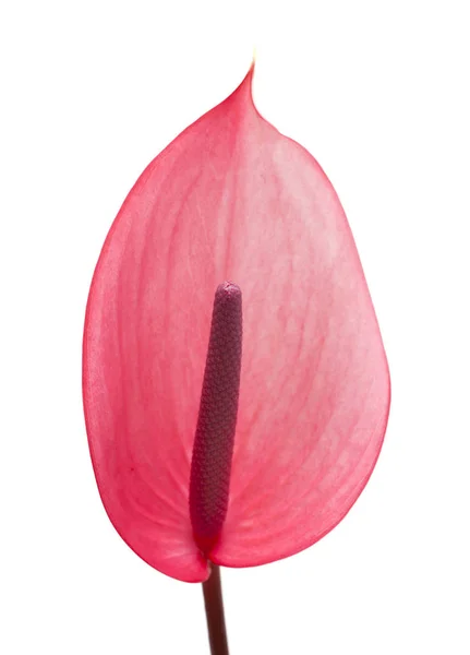 Pink anthurium flower — Stock Photo, Image