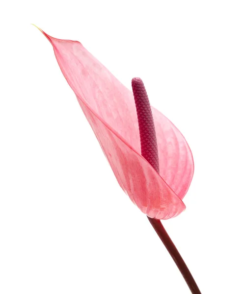 Pembe antoryum çiçek — Stok fotoğraf
