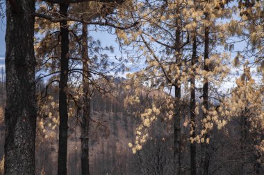 Gran Canaria sonra orman yangını
