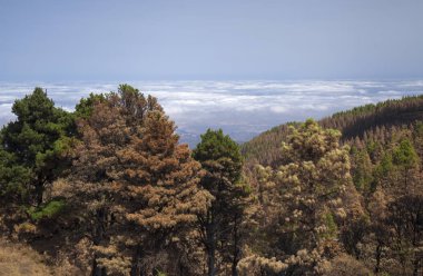 Gran Canaria sonra orman yangını