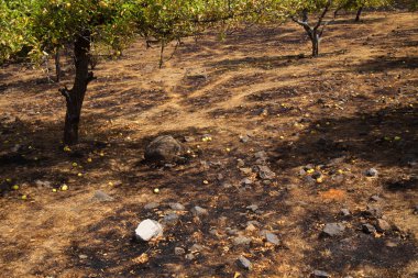 Gran Canaria sonra orman yangını