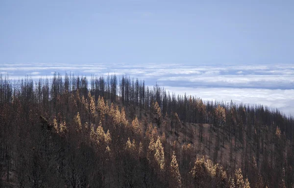 Gran Canaria efter skovbrand - Stock-foto