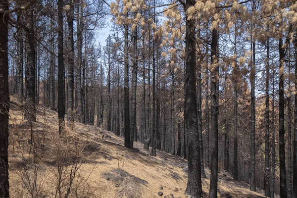 Gran Canaria após incêndios florestais — Fotografia de Stock