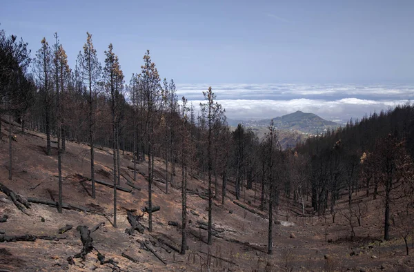 Gran Canaria after forest fire — Stock Photo, Image