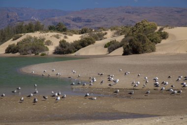 Charca de Maspalomas, Maspalomas lagünü