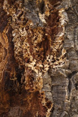 Quercus Suber kabuğu, yaygın olarak meşe mantarı olarak bilinir.