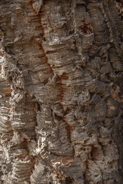 Rinde des Quercus suber, allgemein Korkeiche genannt — Stockfoto