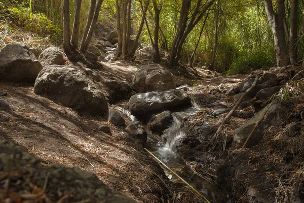 Gran Canaria, Barranco de los Cernicalo ravina, pequeno riacho — Fotografia de Stock