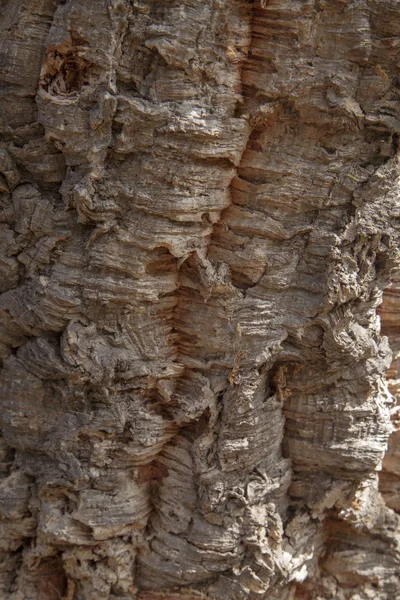 Φλοιός Quercus suber, κοινώς αποκαλούμενος φελλός βελανιδιάς — Φωτογραφία Αρχείου