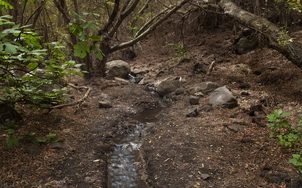 Gran Canaria, Barranco de los Cernicalo ravina, pequeno riacho — Fotografia de Stock