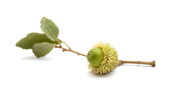 Flora de Gran Canaria - bellota de Quercus suber — Foto de Stock