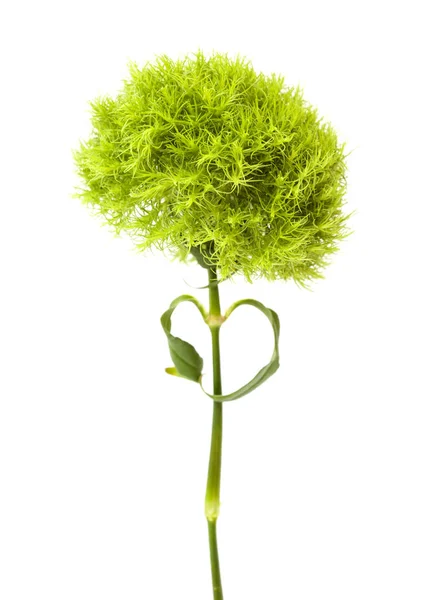 Cravo Dianthus barbatus verde incomum — Fotografia de Stock