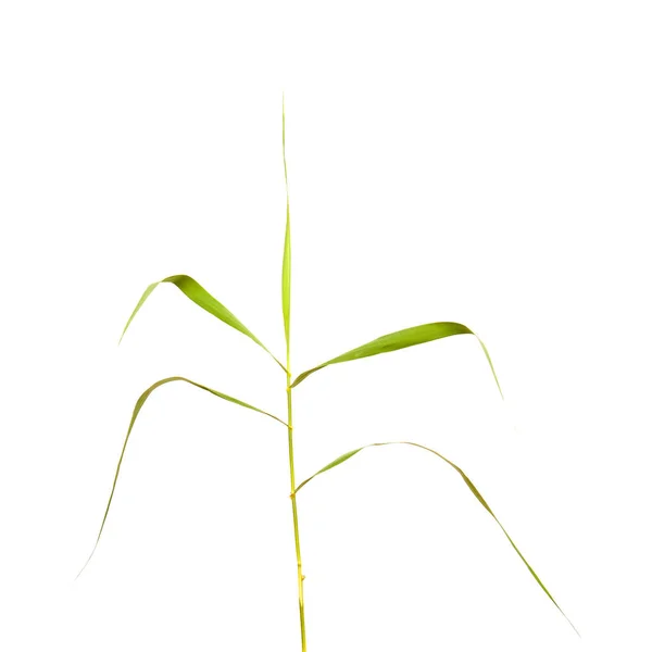Flora of Gran Canaria - giant reed — Stock Photo, Image