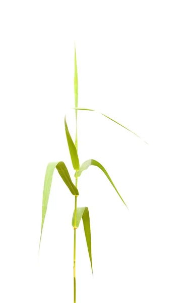 Flora of Gran Canaria - giant reed — Stock Photo, Image