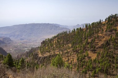 Büyük Kanarya, orman yangınından iki yıl sonra