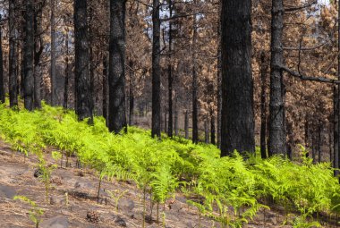 Büyük Kanarya, Ekim