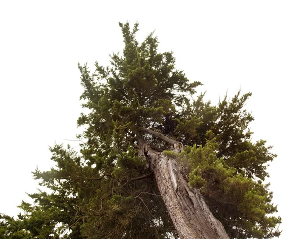 Juniperus phoenicea isolato — Foto Stock