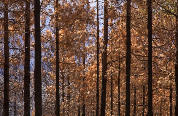 Gran Canaria, říjen — Stock fotografie