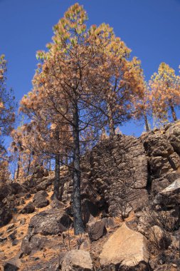 Büyük Kanarya, Ekim