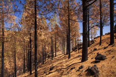 Büyük Kanarya, Ekim
