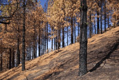 Büyük Kanarya, Ekim