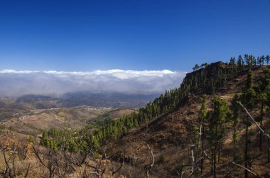 Büyük Kanarya, Ekim