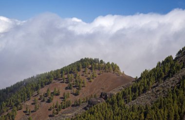 Büyük Kanarya, Ekim