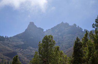 Büyük Kanarya, Ekim