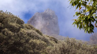 Büyük Kanarya, Ekim