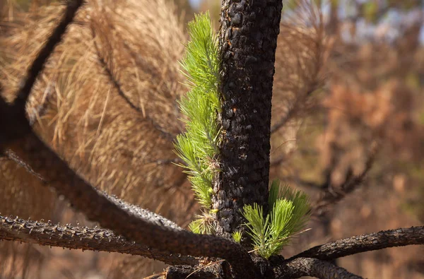 Nagykanária, Pinus canariensis — Stock Fotó