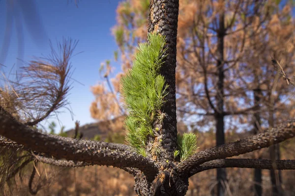 Nagykanária, Pinus canariensis — Stock Fotó