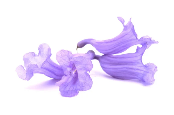 Flowers Blue Jacaranda Jacaranda Mimosifolia Isolated White — Stock Photo, Image