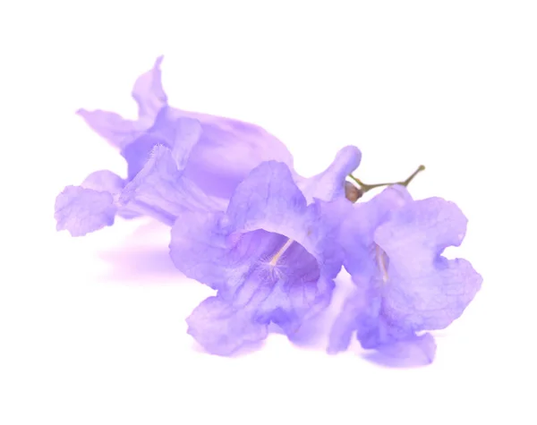 花的蓝色花序 花序的花序 在白色的孤立 — 图库照片