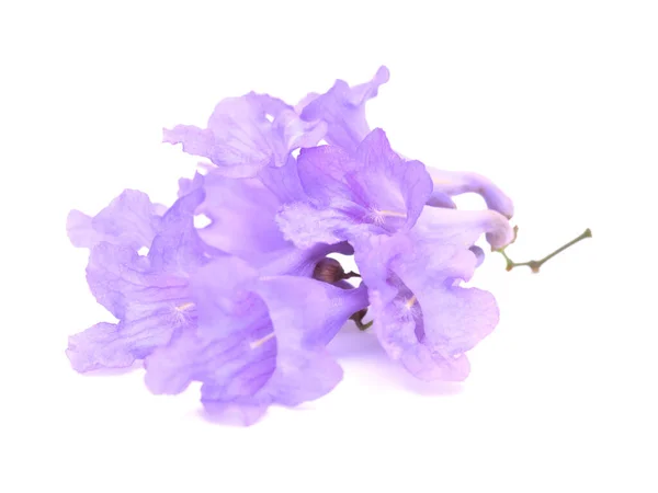 Bloemen Van Blauwe Jacaranda Jacaranda Mimosifolia Geïsoleerd Wit — Stockfoto