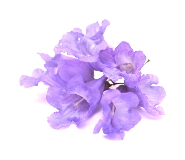 Bloemen Van Blauwe Jacaranda Jacaranda Mimosifolia Geïsoleerd Wit — Stockfoto