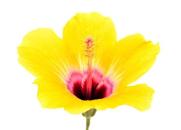 Hibiscus Flower Isolated Plain Background — Stock Photo, Image