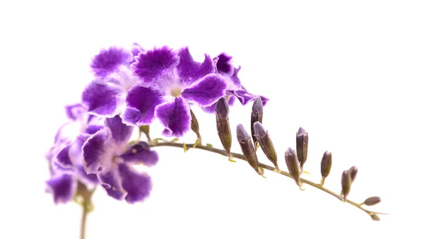 Lila Blommor Med Vita Kanter Duranta Erecta Duva Bär — Stockfoto