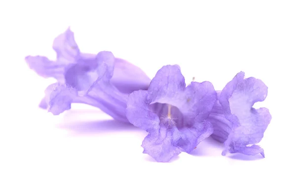 Flores Jacaranda Azul Jacaranda Mimosifolia Aisladas Sobre Blanco —  Fotos de Stock